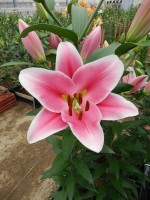 [5681 VZ W08 3110-02 No02.JPG]